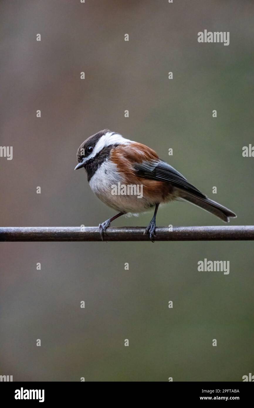 Issaquah, Washington, États-Unis. Chickadee à dos de châtaignier perché sur un treillis métallique Banque D'Images