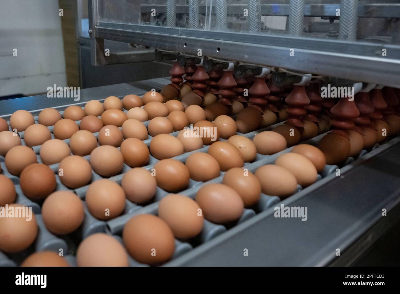 Œufs sur une chaîne de production d'emballages d'œufs. Banque D'Images