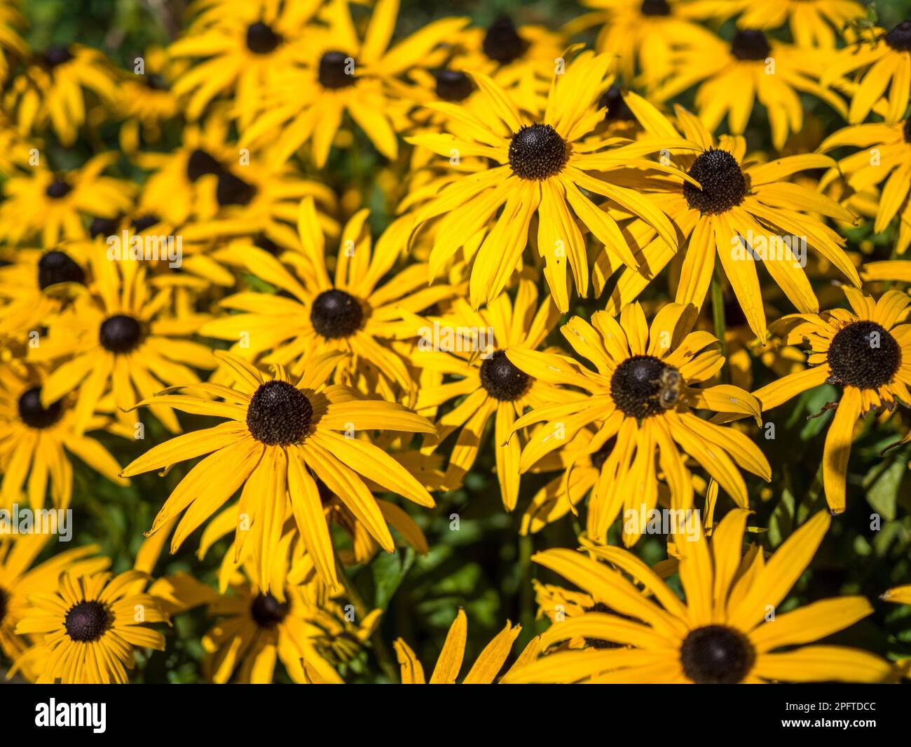 Black-eyed Susan fleurs dans un jardin de campagne anglaise Banque D'Images