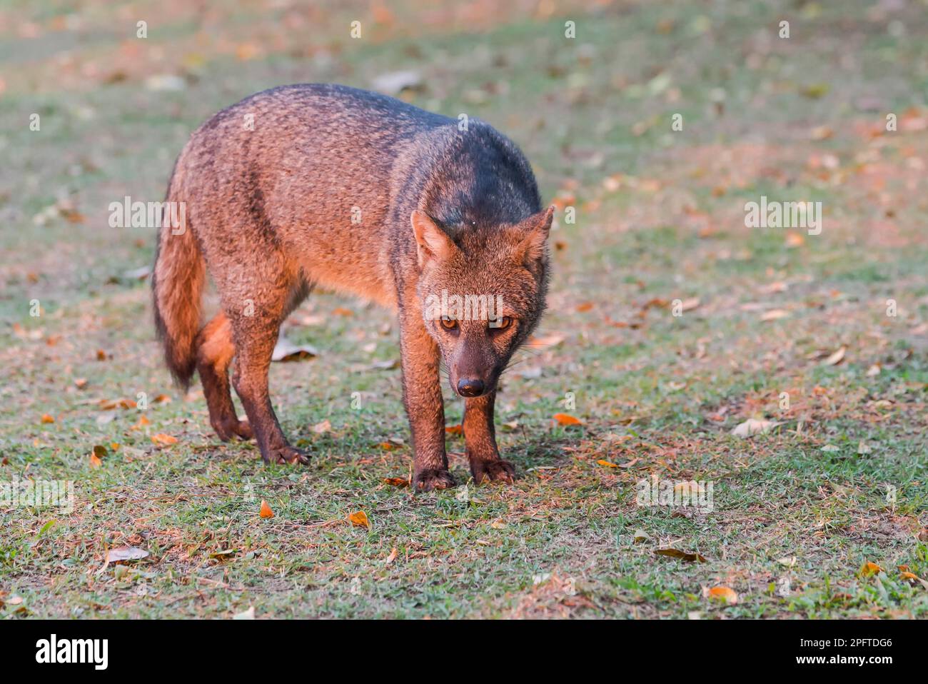 Renard à crabes (Cerdocyon thous), Pantanal, Mato Grosso, Brésil Banque D'Images