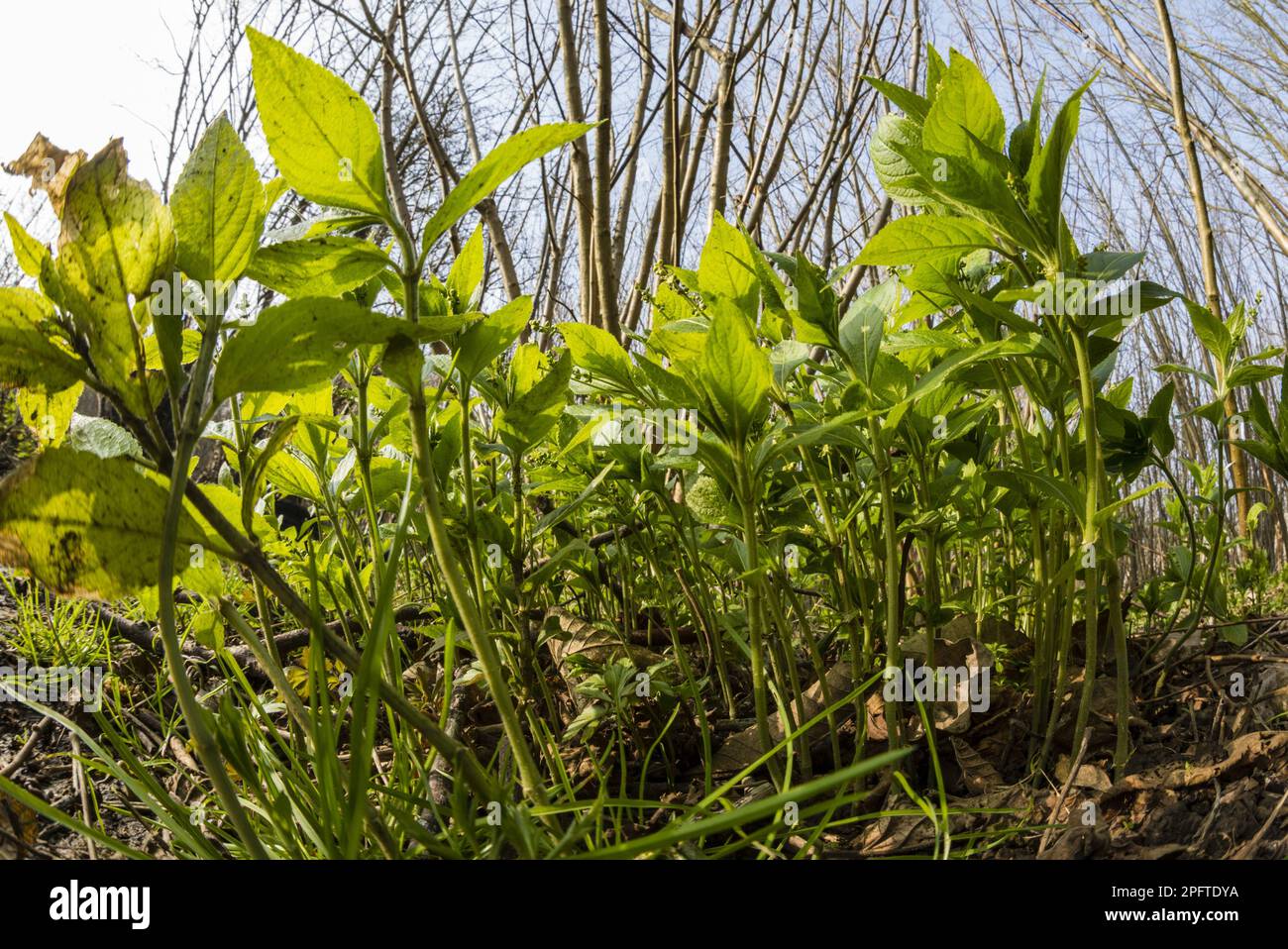 Fleurs de mercure de chien (Mercurialis perennis), croissant dans les bois, Kent, Angleterre, Royaume-Uni Banque D'Images