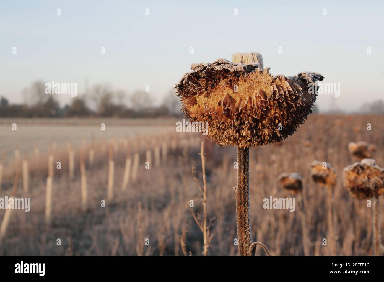 Tête de graine de tournesol (Helianthus annuus), poussant sur une langue de conservation dans le gel, Mendlesham, Suffolk, Angleterre, Royaume-Uni Banque D'Images