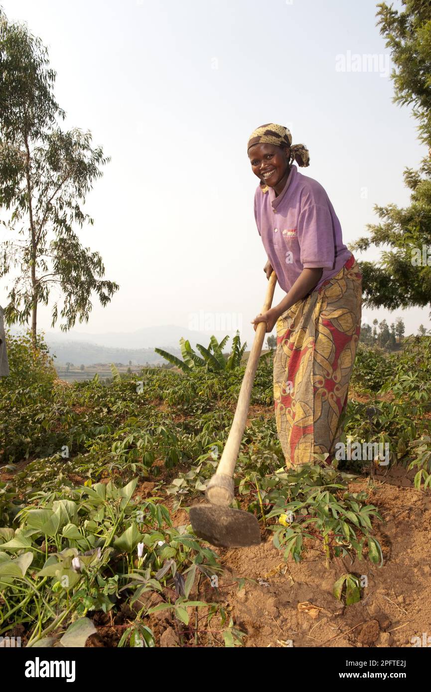 Culture de manioc (Manihot sp.), avec la houe de lady, Rwanda Banque D'Images