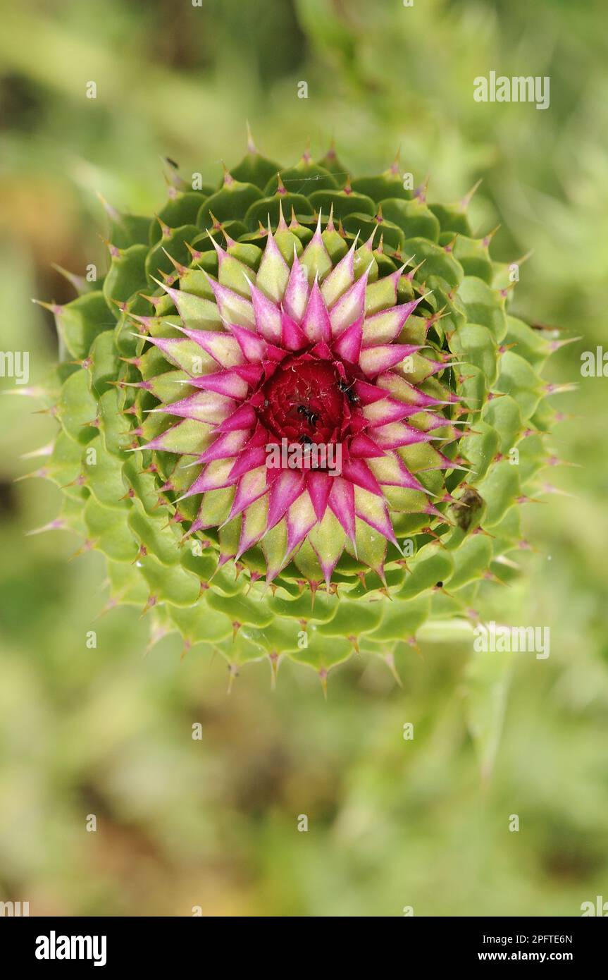 Musk Thistle (Carduus nutans) gros plan de la fleur en développement, Bulgarie Banque D'Images