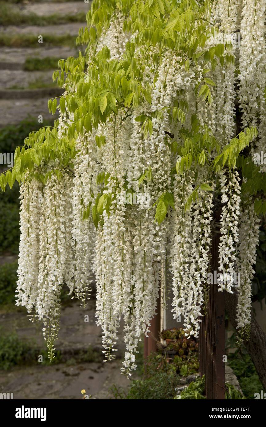 Chinois chinois wisteria (Wisteria sinensis) 'Alba', petit arbre sur pied, floraison, centre de l'Italie Banque D'Images