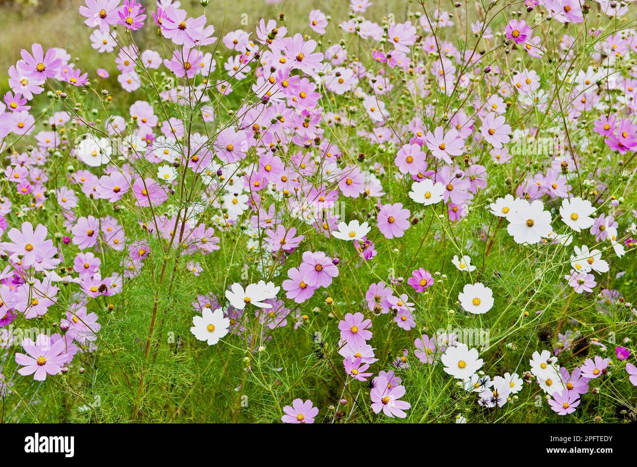 L'aster mexicain mexicain (Cosmos bipinnatus) introduit des espèces, floraison, croissant sur le bord de la route, État libre d'Orange, Afrique du Sud Banque D'Images