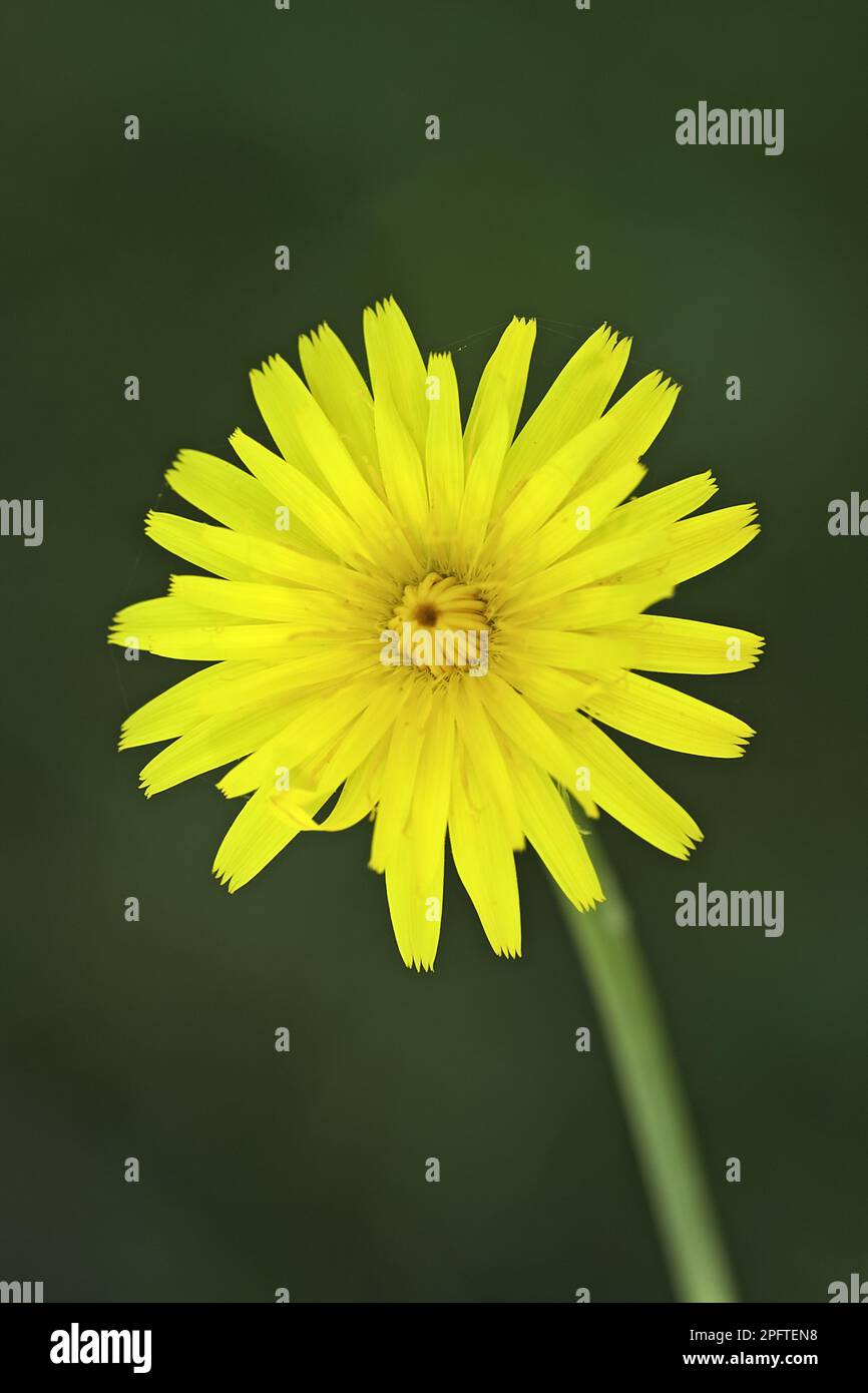 Scorzoneroides autumnalis, Hawkbit d'automne (Leontodon autumnalis) gros plan de fleur, Warwickshire, E Banque D'Images