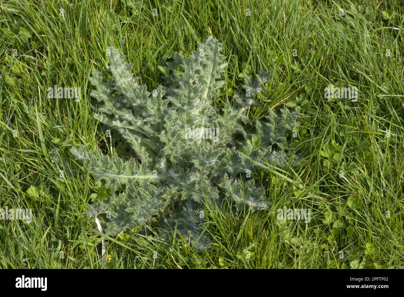 Lanceolatum, chardon à duvet (Cirsium), chardon à lancettes (Compositae), chardon à épine, Cirsium vulgare, rosette foliaire, herbe dans l'herbe de pâturage Banque D'Images