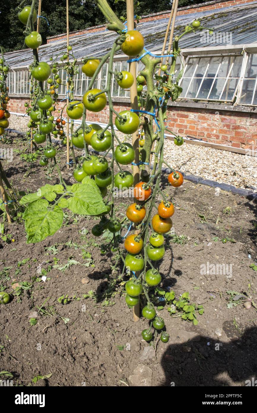 Tomate (Solanum sp.) Plantes de plein air maison, dans le jardin clos de l'abbaye de Laude Banque D'Images