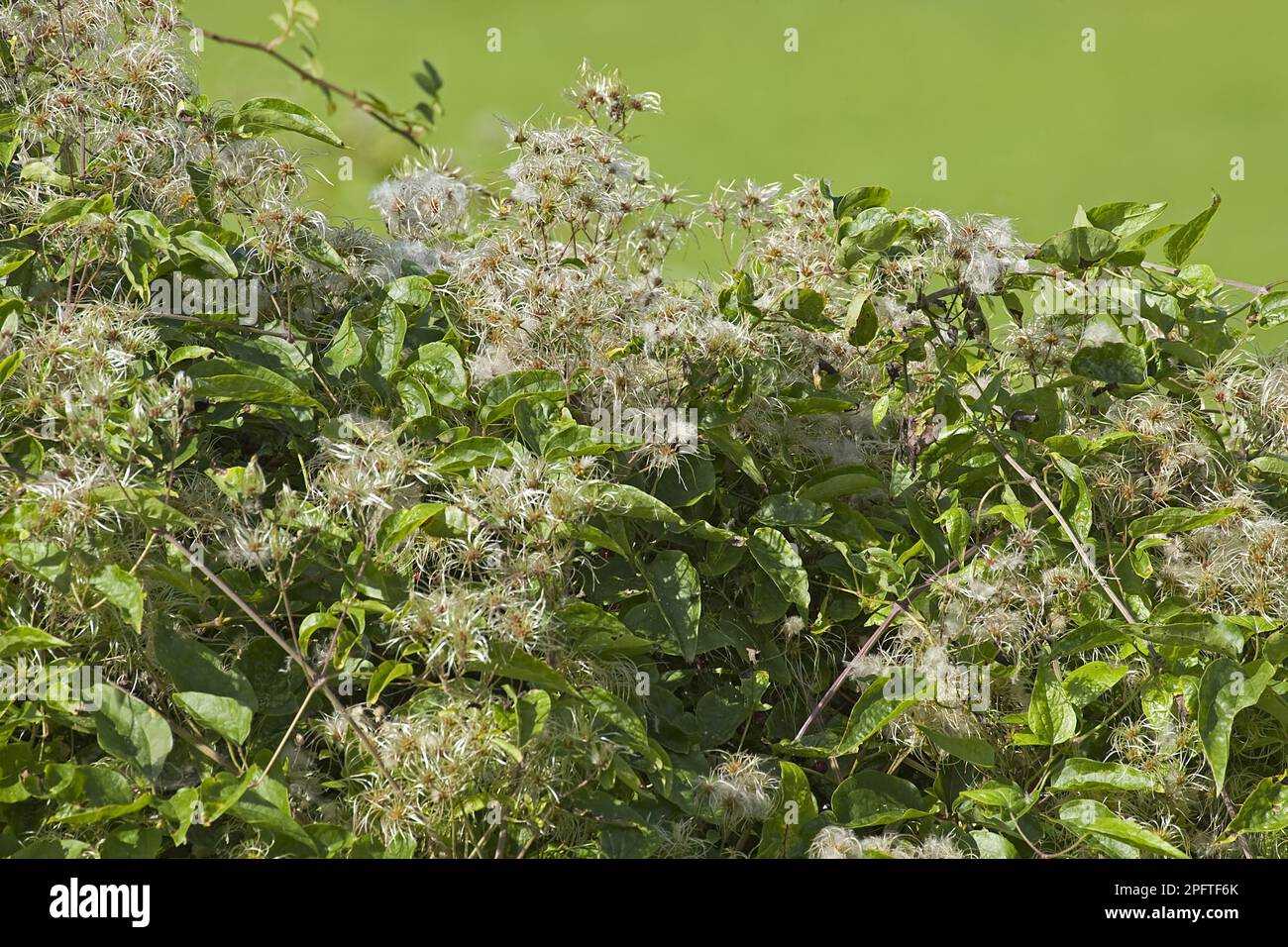 Traveller's Joy (Clematis vitalba), Clematis, Clematis, Old Man's Beard Beard, pousse à hedgerow, Warwickshire, Angleterre, automne Banque D'Images