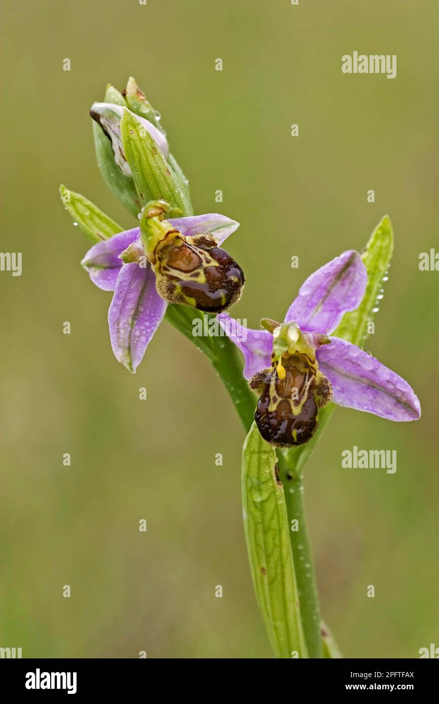 Orchidée d'abeille (Ophrys apifera) gros plan de fleurs couvertes de rosée, Minchinhampton Common, Cotswolds, Gloucestershire, Angleterre, Été Banque D'Images