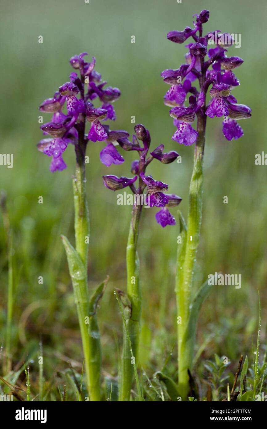 Orchidée à ailes vertes (Orchis morio) trois aiguilles de fleurs, dans les prairies humides, péninsule de Gargano, Pouilles, Italie Banque D'Images