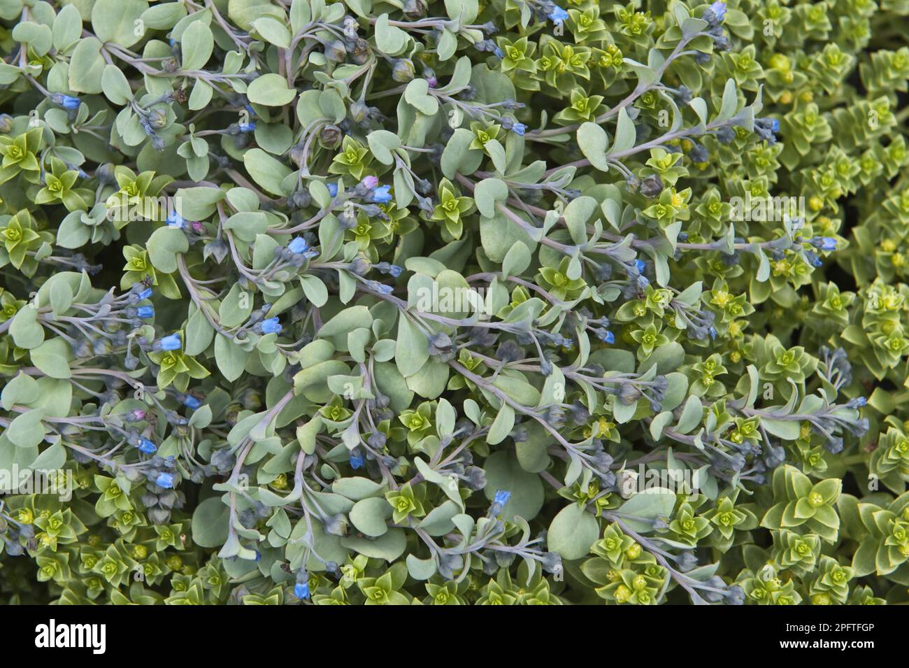 Feuille d'oystéroide à fleurs (Mertensia maritima), ainsi que le sandwort de mer (Honckenya pepilloides), îles Shetland, Écosse, Royaume-Uni Banque D'Images