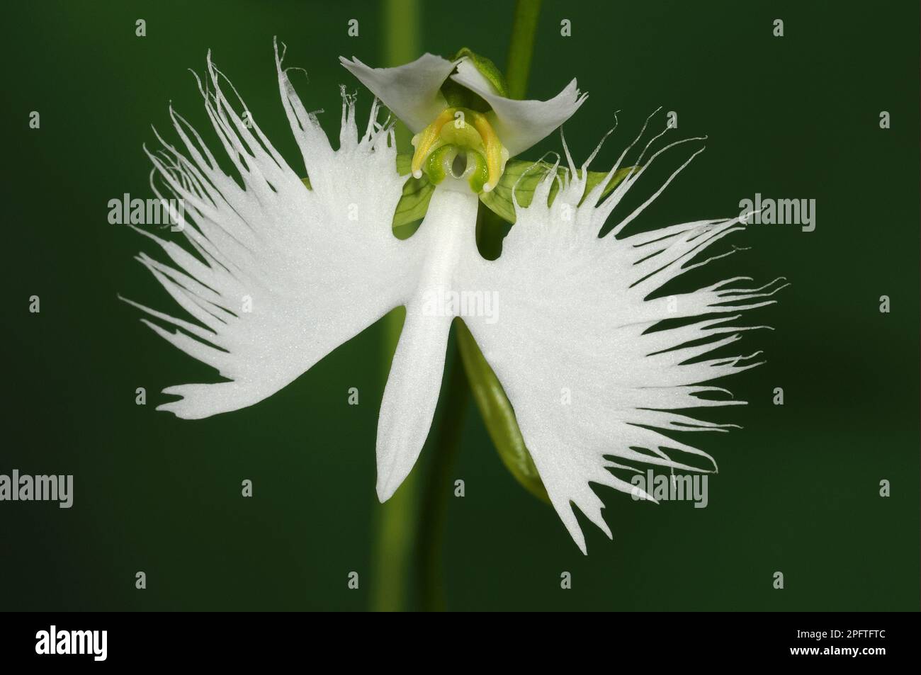 Pecteilis radiata, Birdflower japonais, Birdflower blanc, Orchids, Orchid Egret (Habenaria radiata) gros plan de fleur Banque D'Images