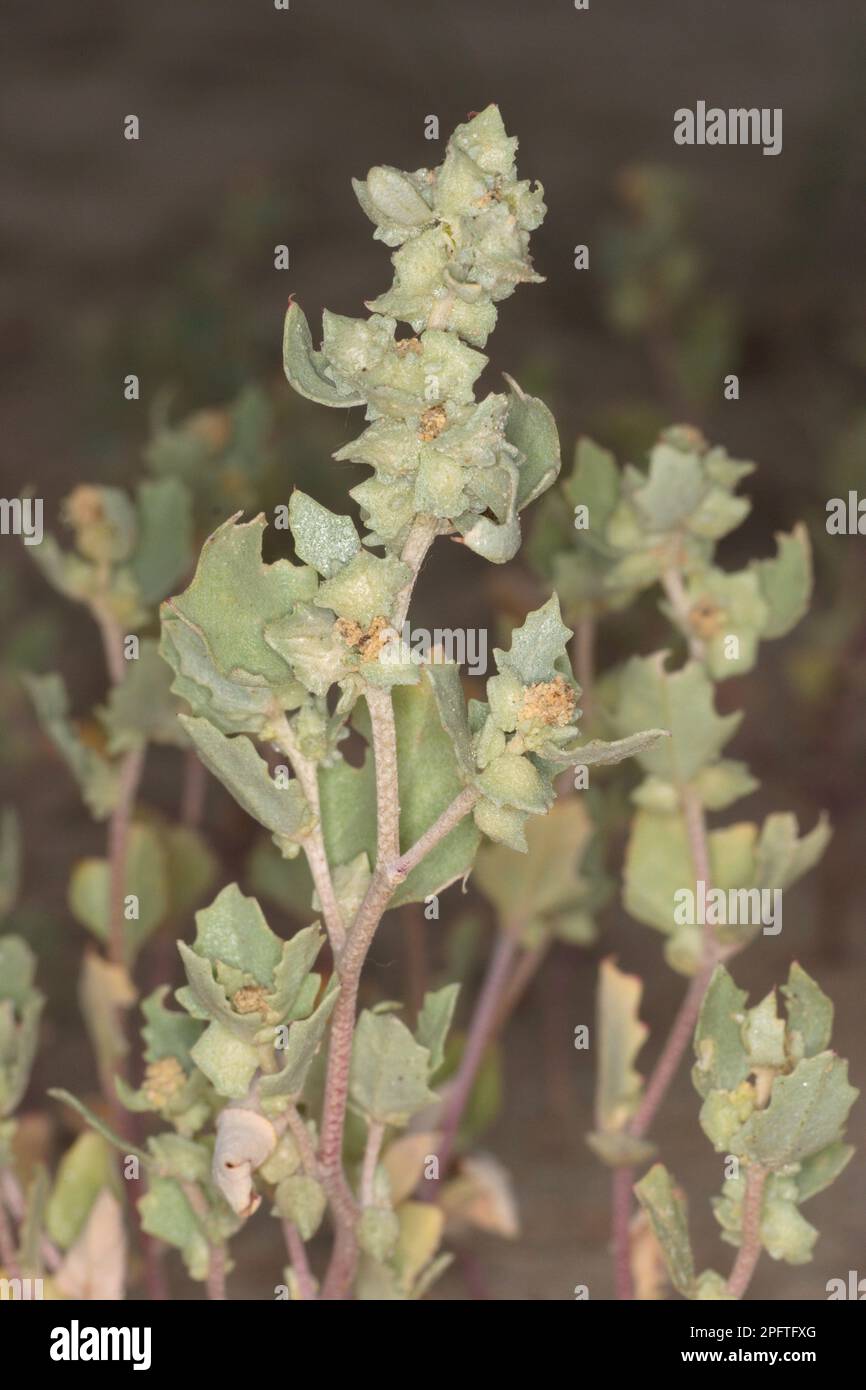 Orache dépoli (Atriplex laciniata) poussant sur une dune de sable côtière, Sandbanks Beach, Dorset, Angleterre, Royaume-Uni Banque D'Images