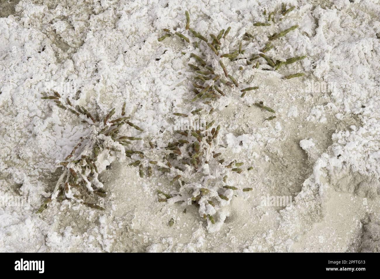 Lasswort vivace incrusté de sel (Sarcocornia perennis) poussant sur une casserole de sel, province de Santa Cruz, Patagonie, Argentine Banque D'Images