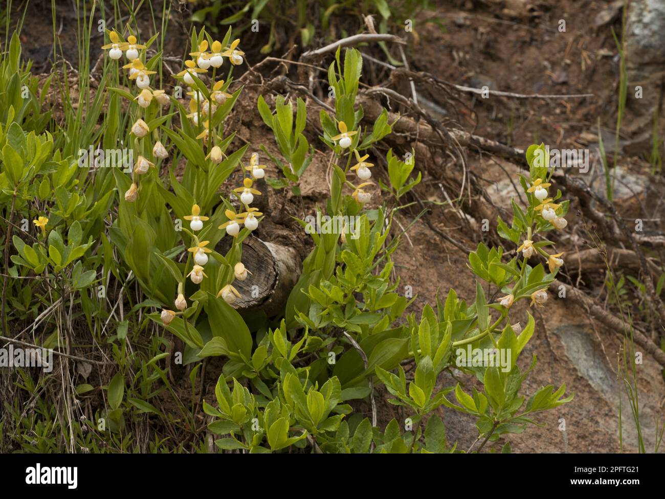 Fleurs du Cypripedium californicum (California Lady's Slipper), montagnes Klamath-Siskiyou, Californie du Nord (U.) S. A. Banque D'Images