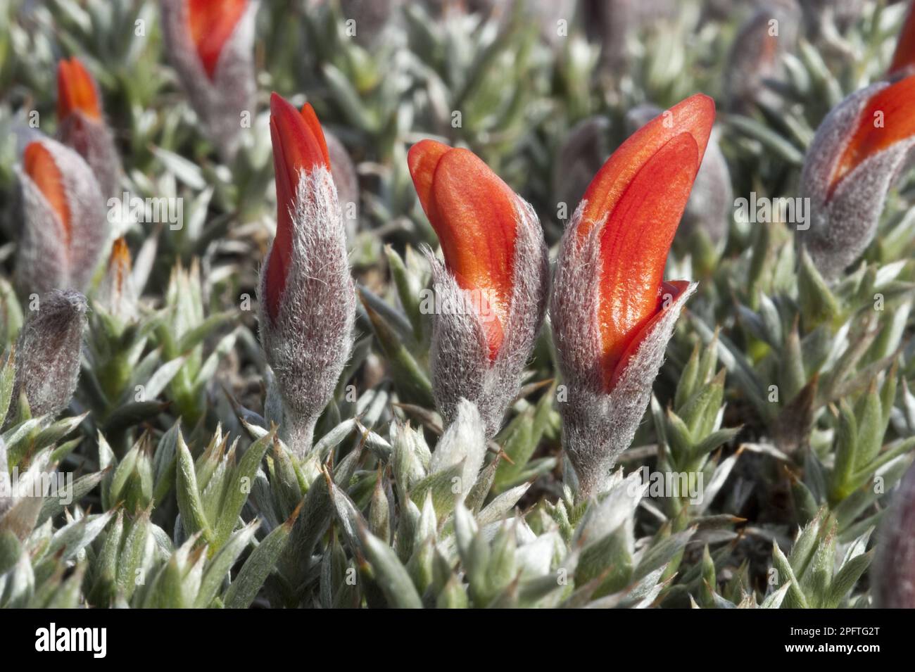 Langue du feu (Anarthrophyllum desideratum) gros plan des fleurs, province de Santa Cruz, Patagonie, Argentine Banque D'Images
