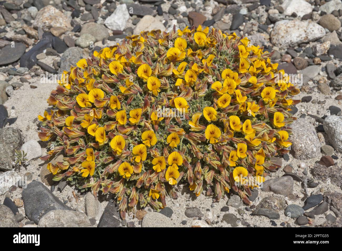 Floraison Adesmia (Adesmia suffocata), province de Santa Cruz, Patagonie, Argentine Banque D'Images