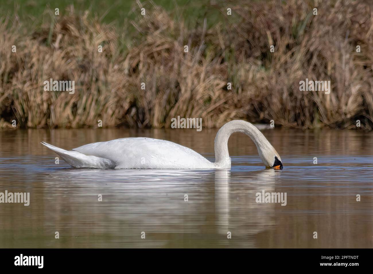 White Swan la natation dans un lac Banque D'Images