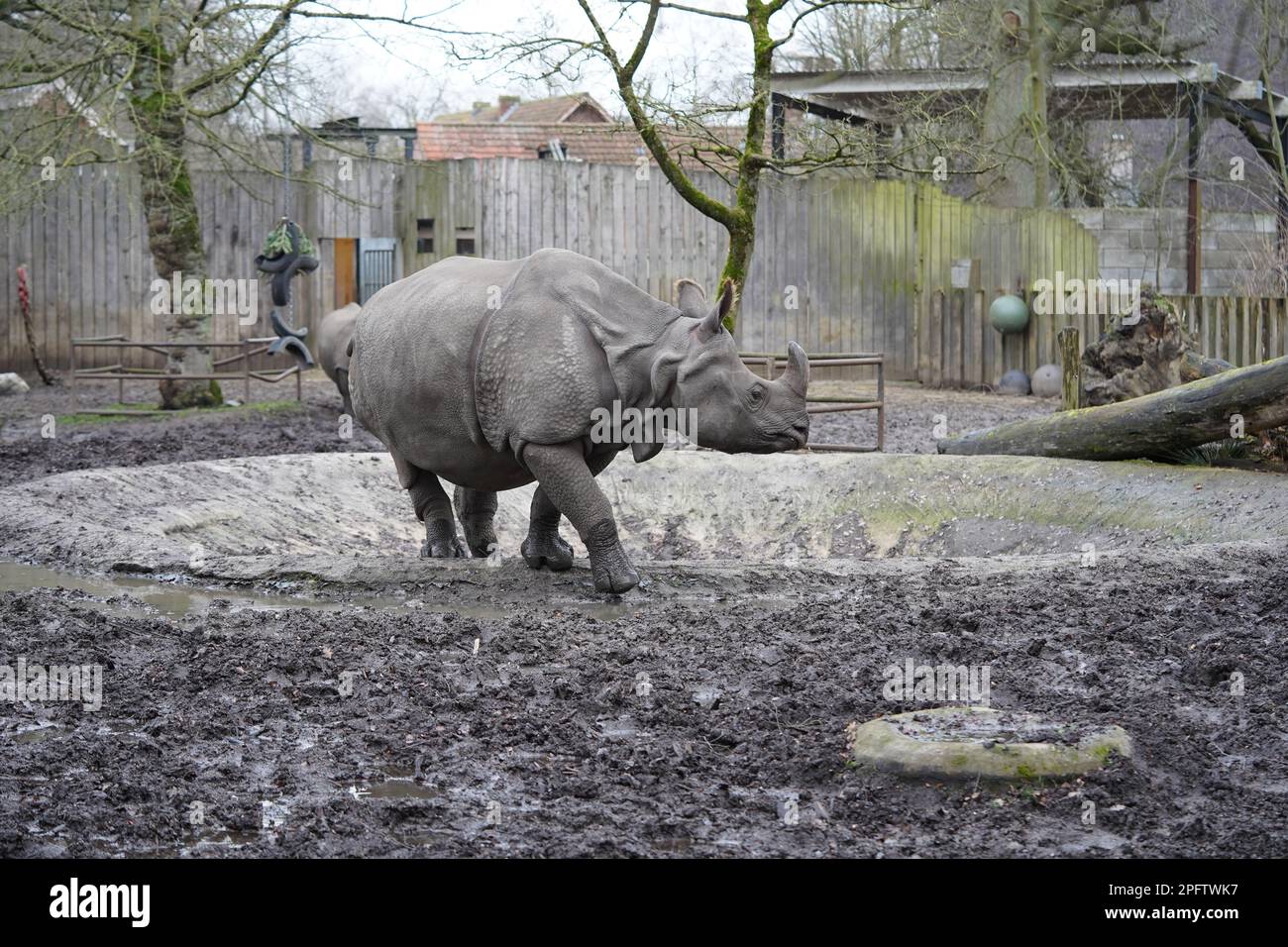 Rhinocéros indiens (Rhinoceros unicornis), Zoo Planckendael, Belgique Banque D'Images