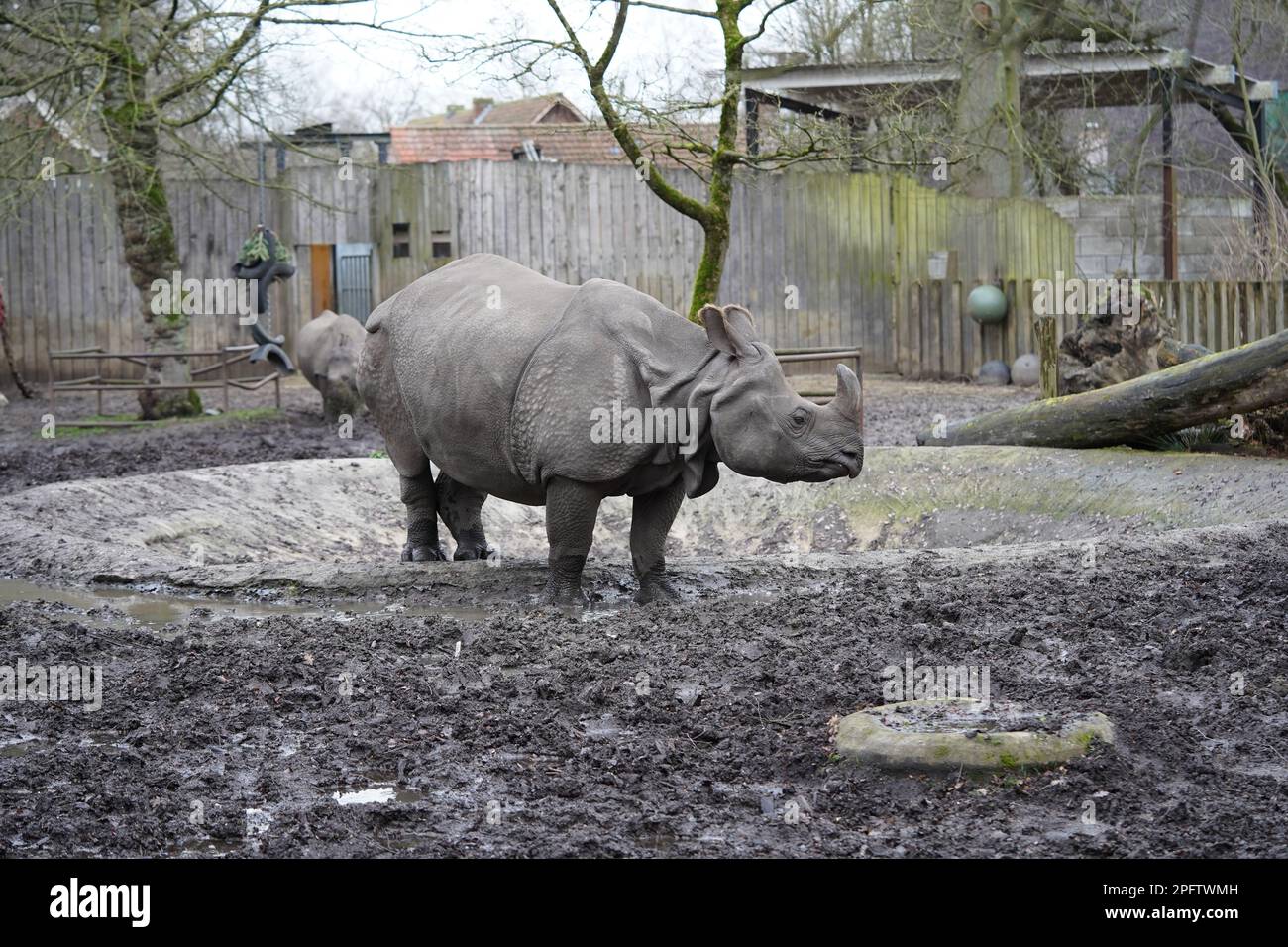 Rhinocéros indiens (Rhinoceros unicornis), Zoo Planckendael, Belgique Banque D'Images
