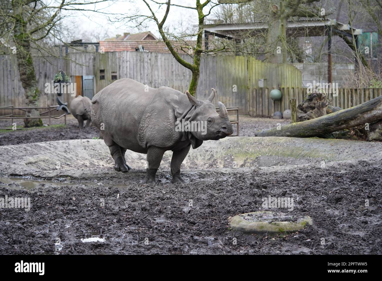 Rhinocéros indiens (Rhinoceros unicornis), Zoo Planckendael, Belgique Banque D'Images