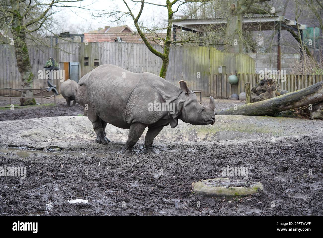 Rhinocéros indiens (Rhinoceros unicornis), Zoo Planckendael, Belgique Banque D'Images