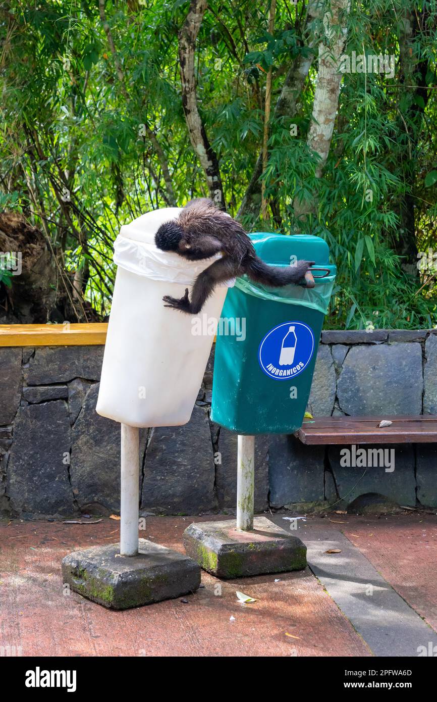 Un singe capuchin noir (Sapajus nigritus) essayant d'ouvrir une poubelle blanche dans le parc national d'Iguazu, Puerto Iguazu, Argentine. Banque D'Images