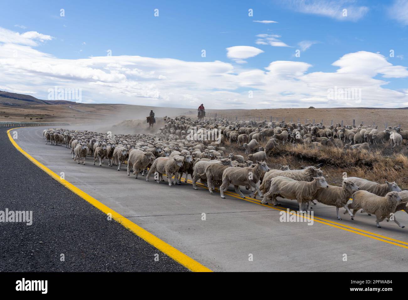 Patagonie, Chili - 6 février 2023 : deux bergers à cheval conduisant un troupeau de moutons à la ferme sur la route qui traverse le désert d'Atacama Banque D'Images