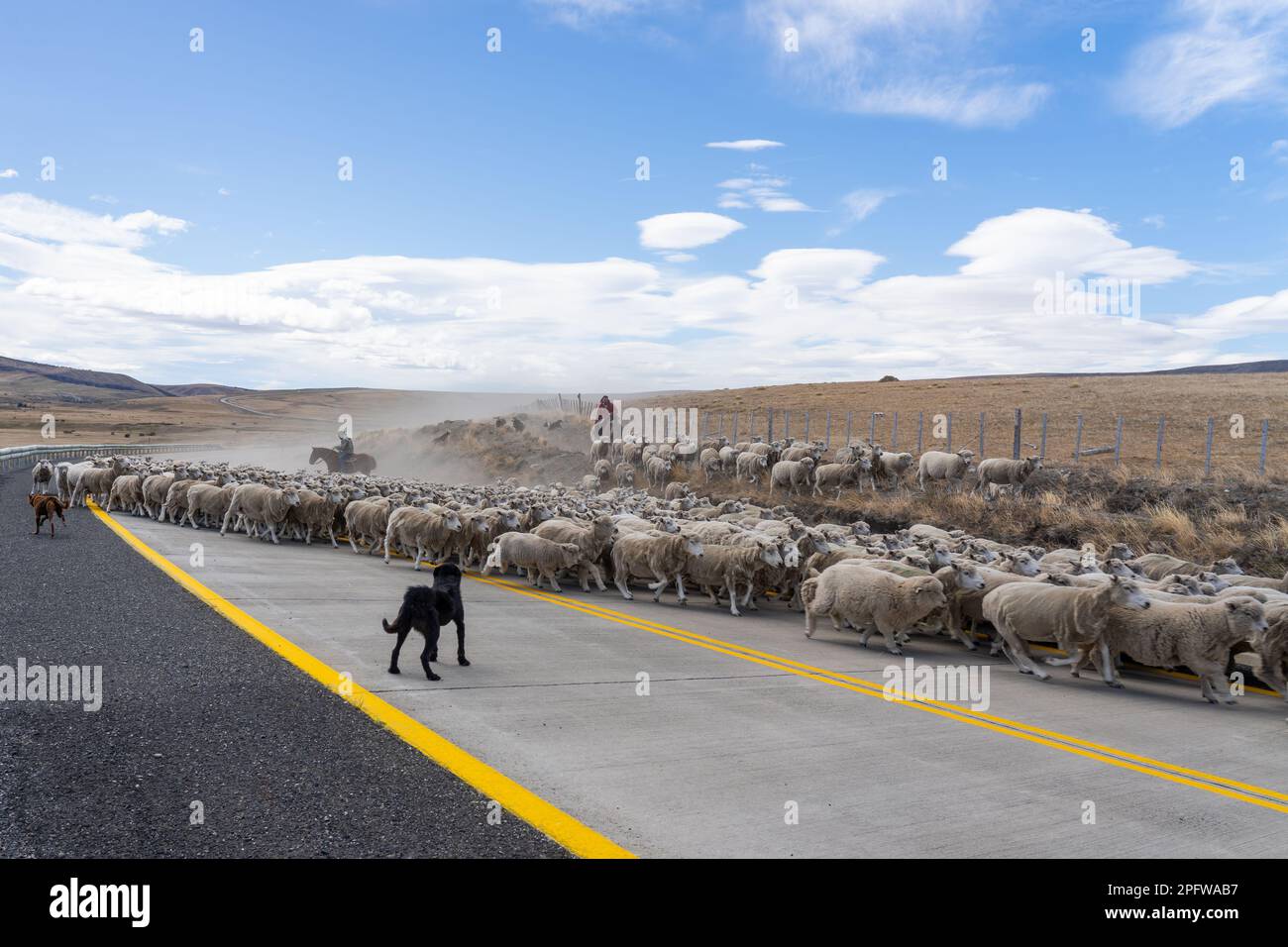 Patagonia, Chili - 6 février 2023 : chiens de brebis aidant deux bergers à cheval conduisant un troupeau de moutons à la ferme Banque D'Images