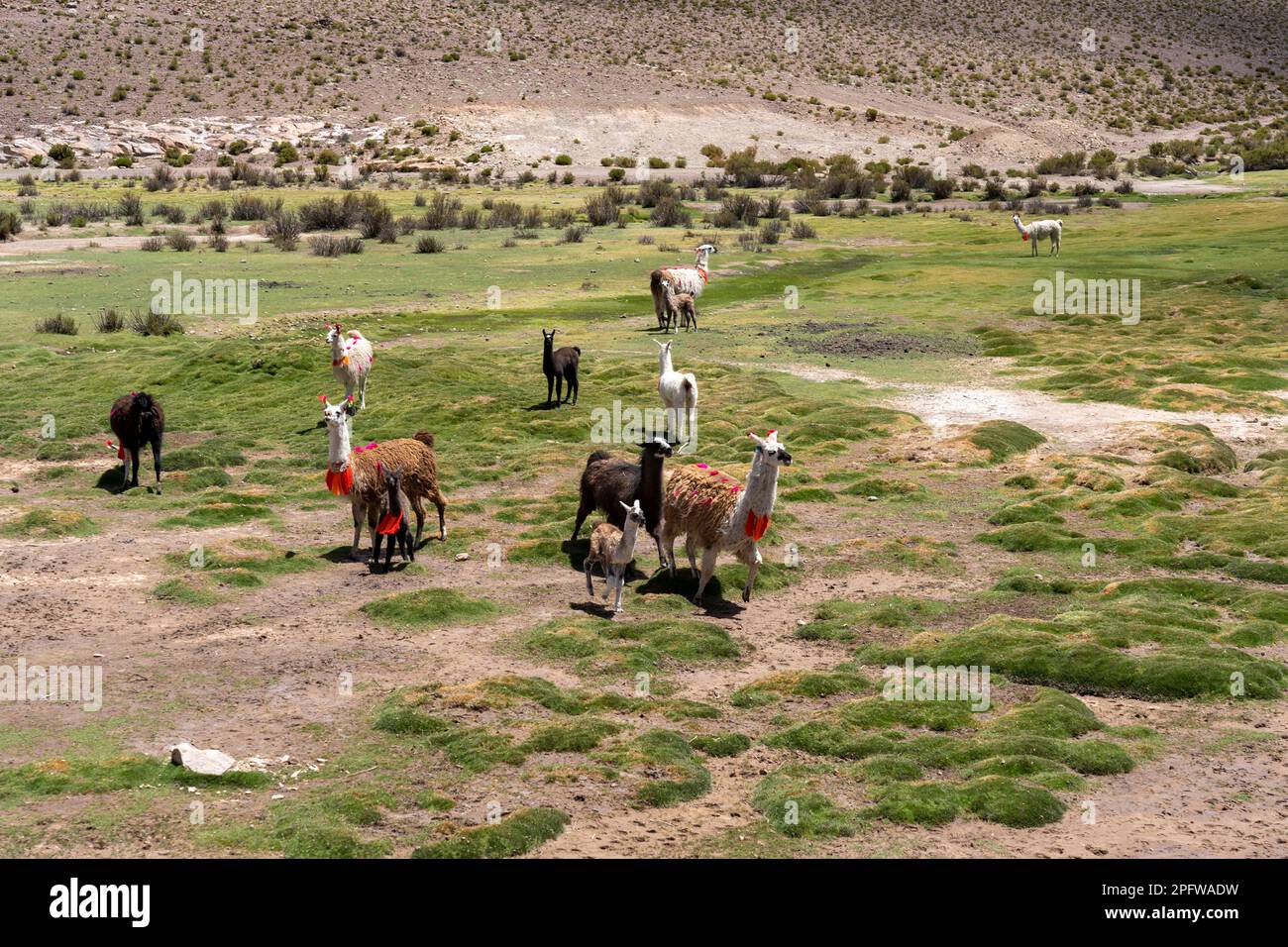 Groupe de la lamasa décorée (lama glama) avec différentes tailles et couleurs sur la prairie à Altiplano, Bolivie. Banque D'Images