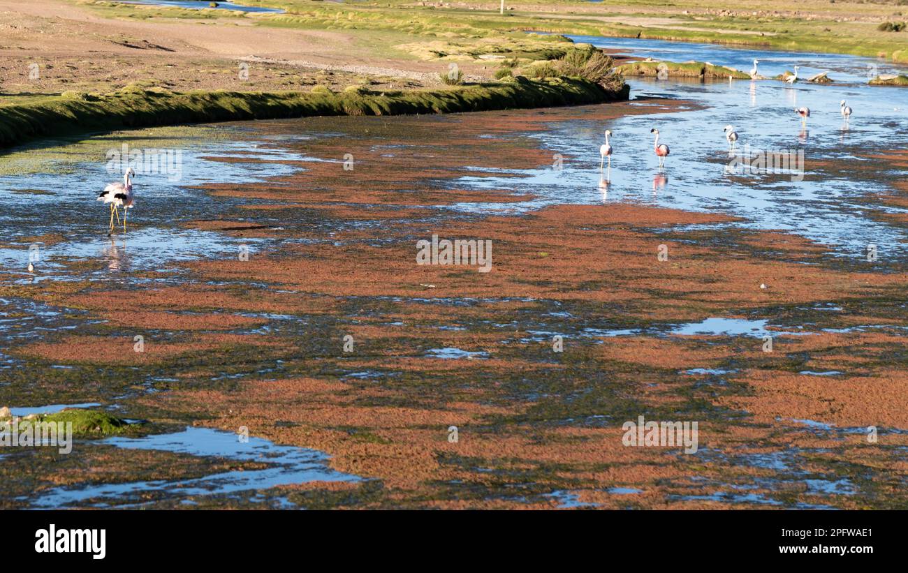 Zone humide colorée avec flamants roses en altiplano bolivien. Banque D'Images
