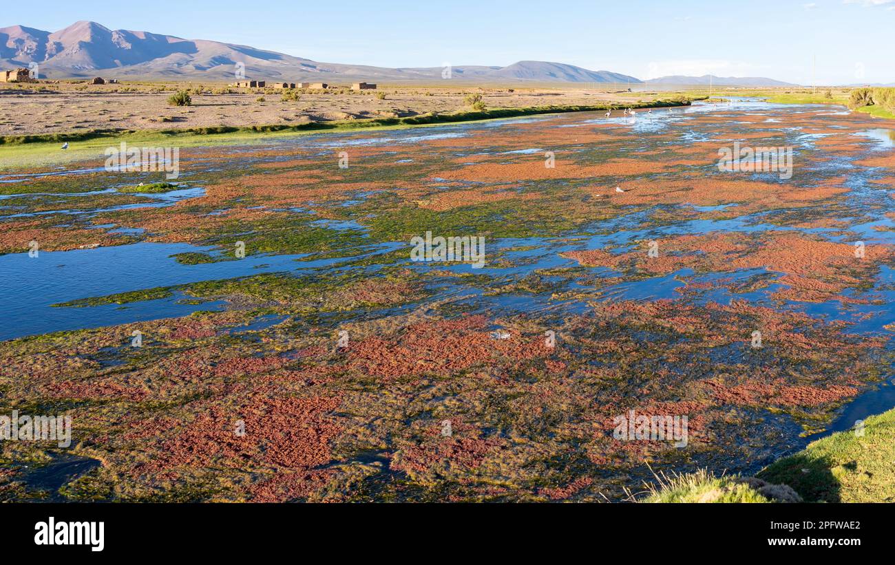 Zone humide colorée avec flamants roses en altiplano bolivien. Banque D'Images