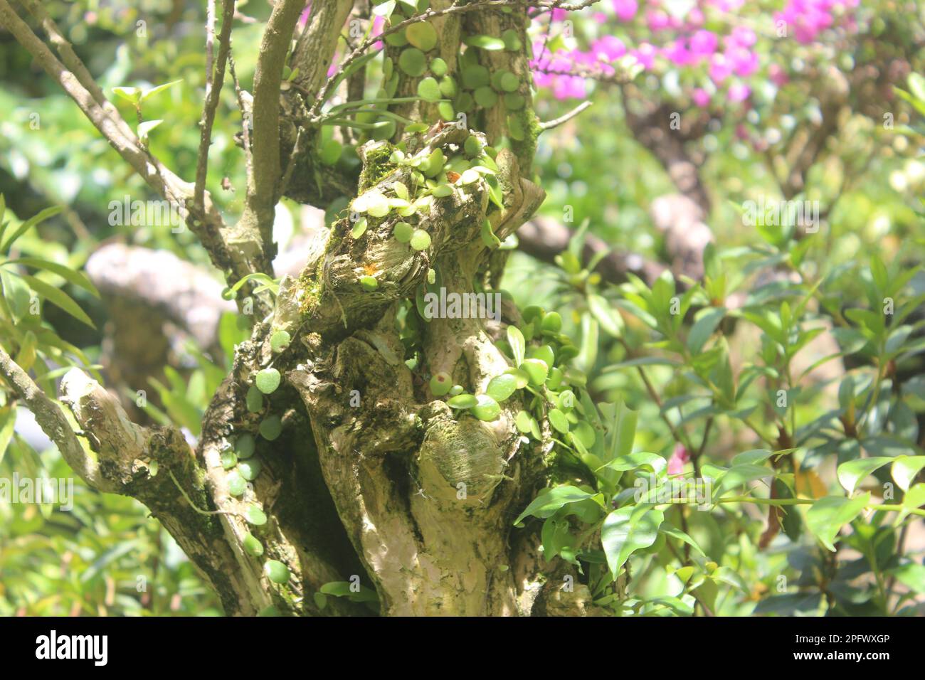 bonsai de belles fleurs rasées ou asper streplus avec un arrière-plan flou Banque D'Images