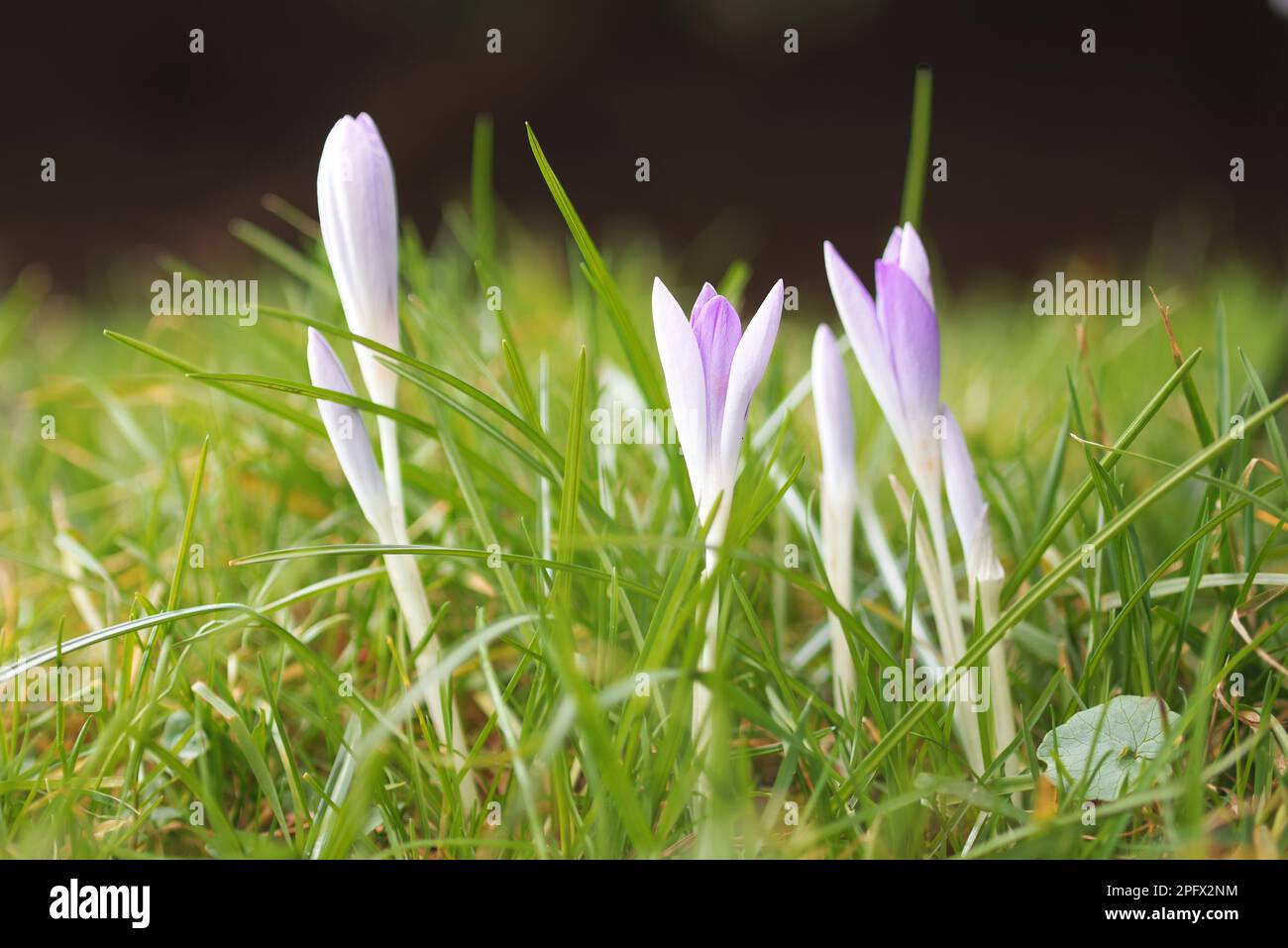 Groupe de crocuses à fleurs violettes sur un pré en herbe verte. Banque D'Images