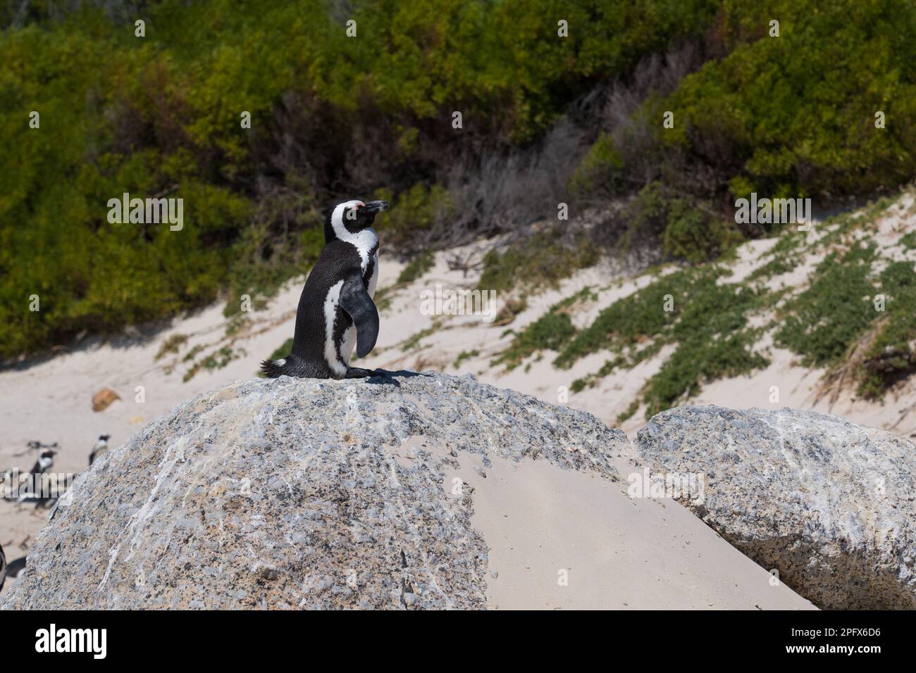 Pingouin à la plage de foxy, ville de Simon Banque D'Images