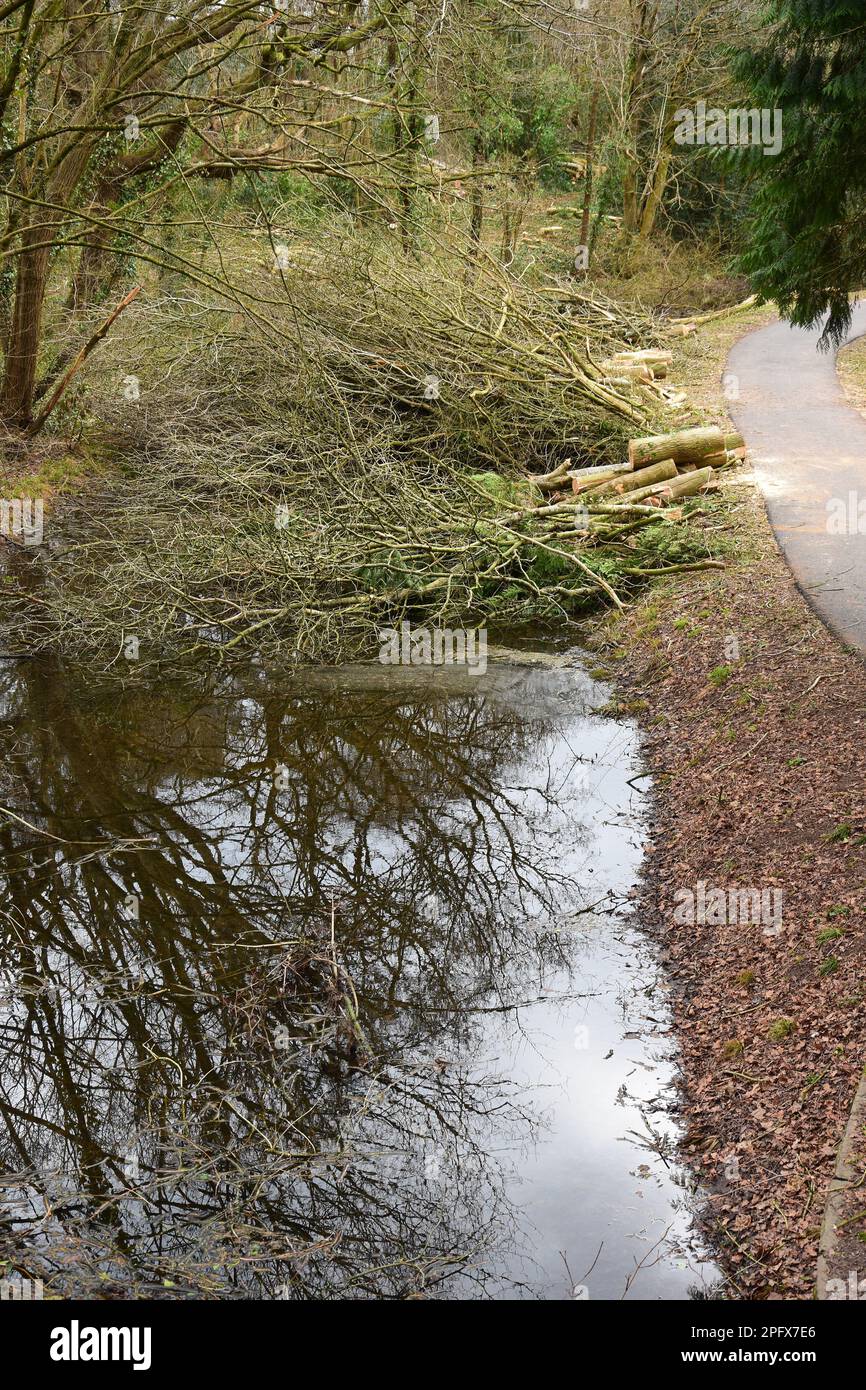 Arbres infectés par le dépérissement des cendres en attente d'élimination Banque D'Images