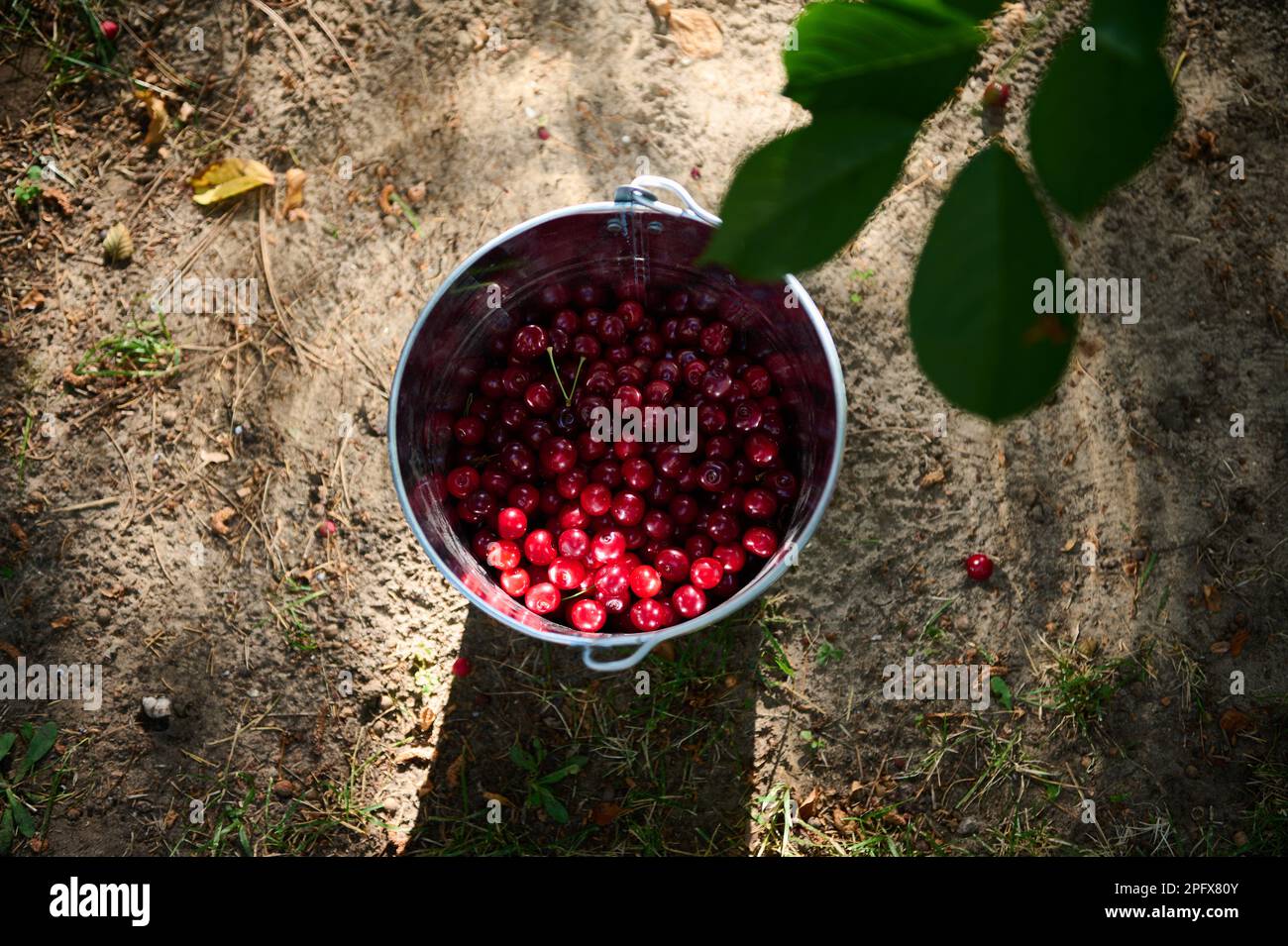 Vue en grand angle d'un seau en métal galvanisé avec des cerises fraîchement cueillies. Récolte de baies de cerises dans un jardin biologique Banque D'Images