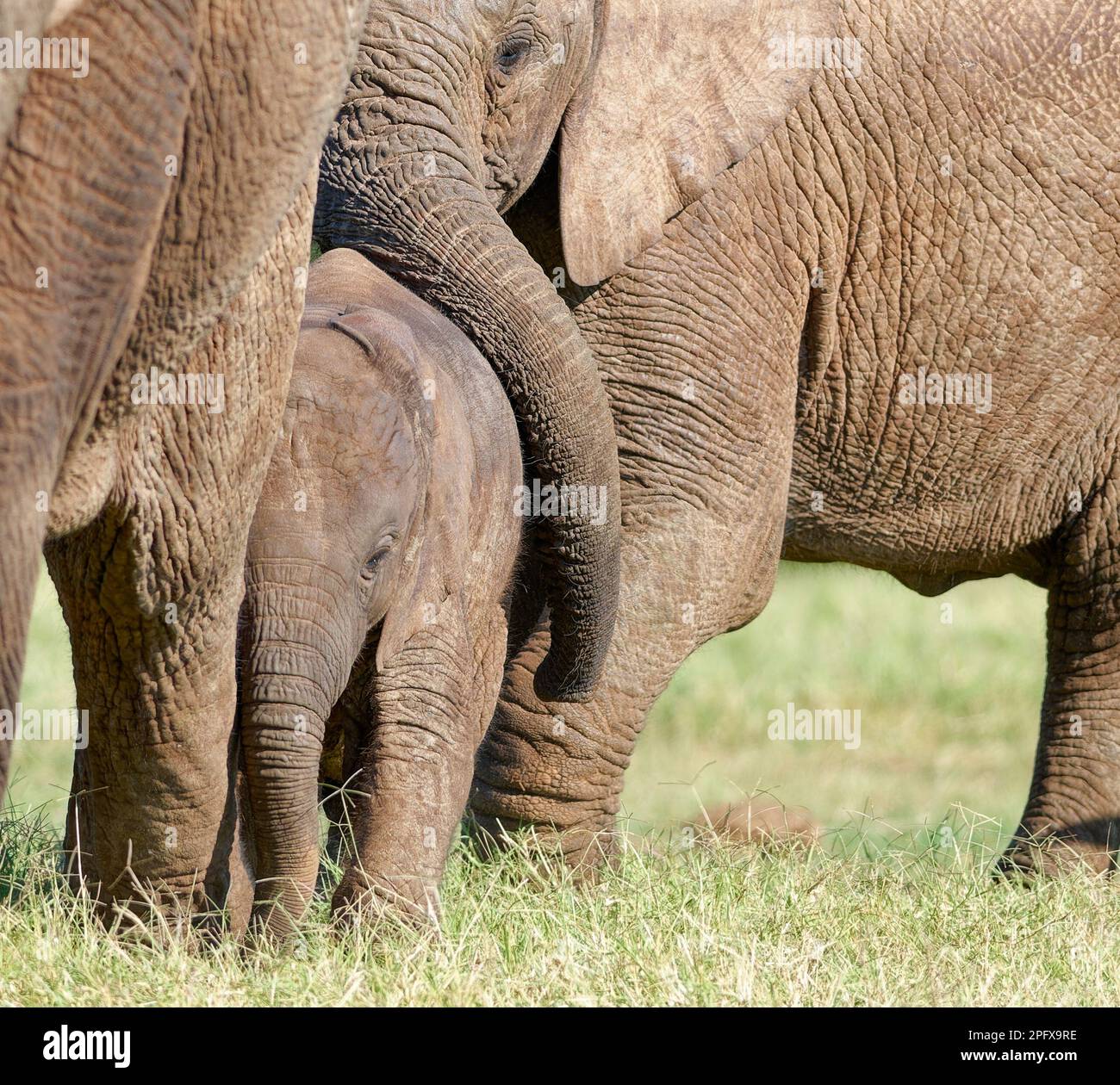 Éléphants de brousse africains (Loxodonta africana), bébé masculin avec jeunes parmi le troupeau, exposition d'affection, NP éléphant Addo, Cap oriental, Afrique du Sud, Banque D'Images