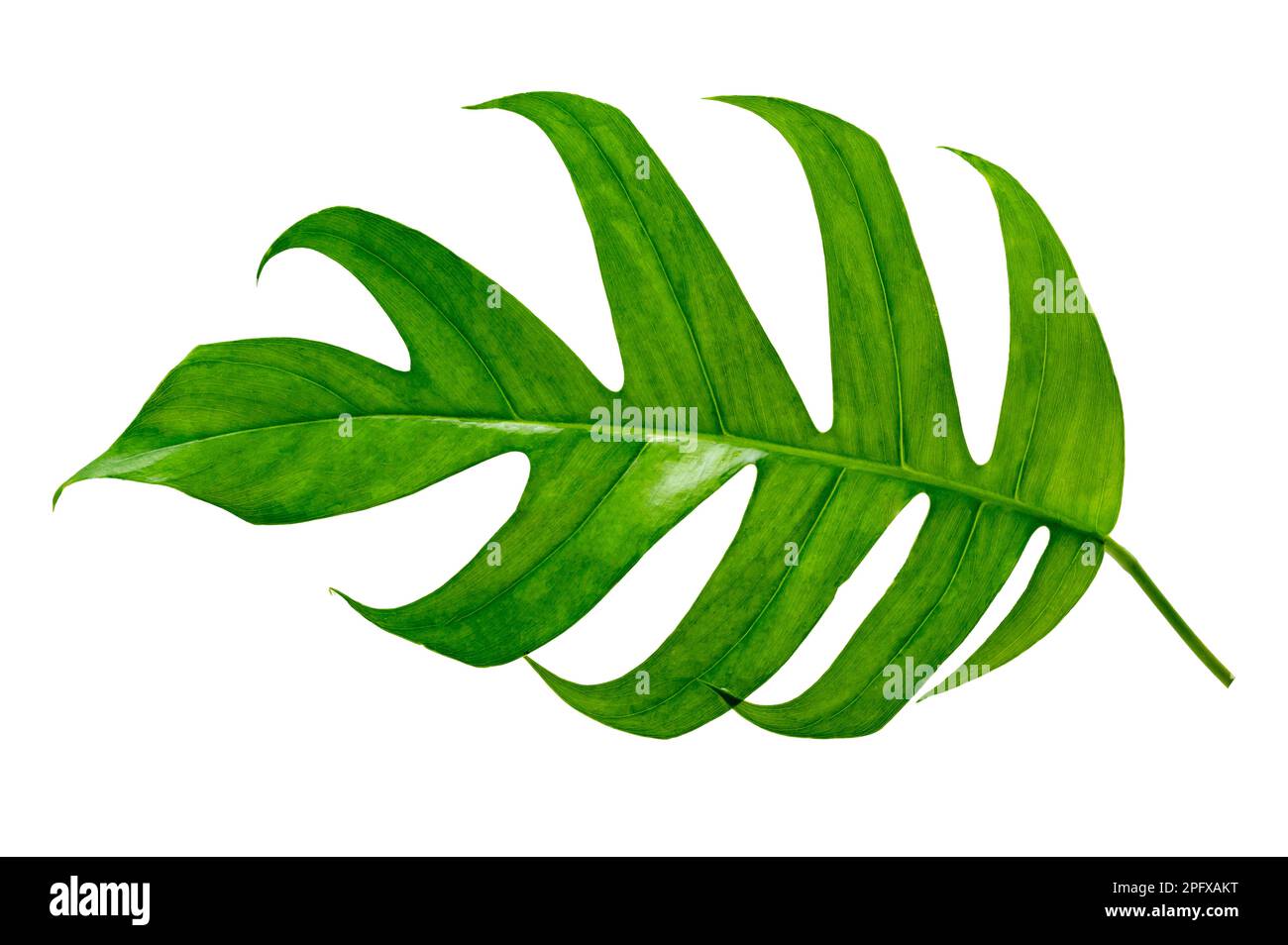 la jungle tropicale de monstera feuilles isolées sur un fond blanc Banque D'Images