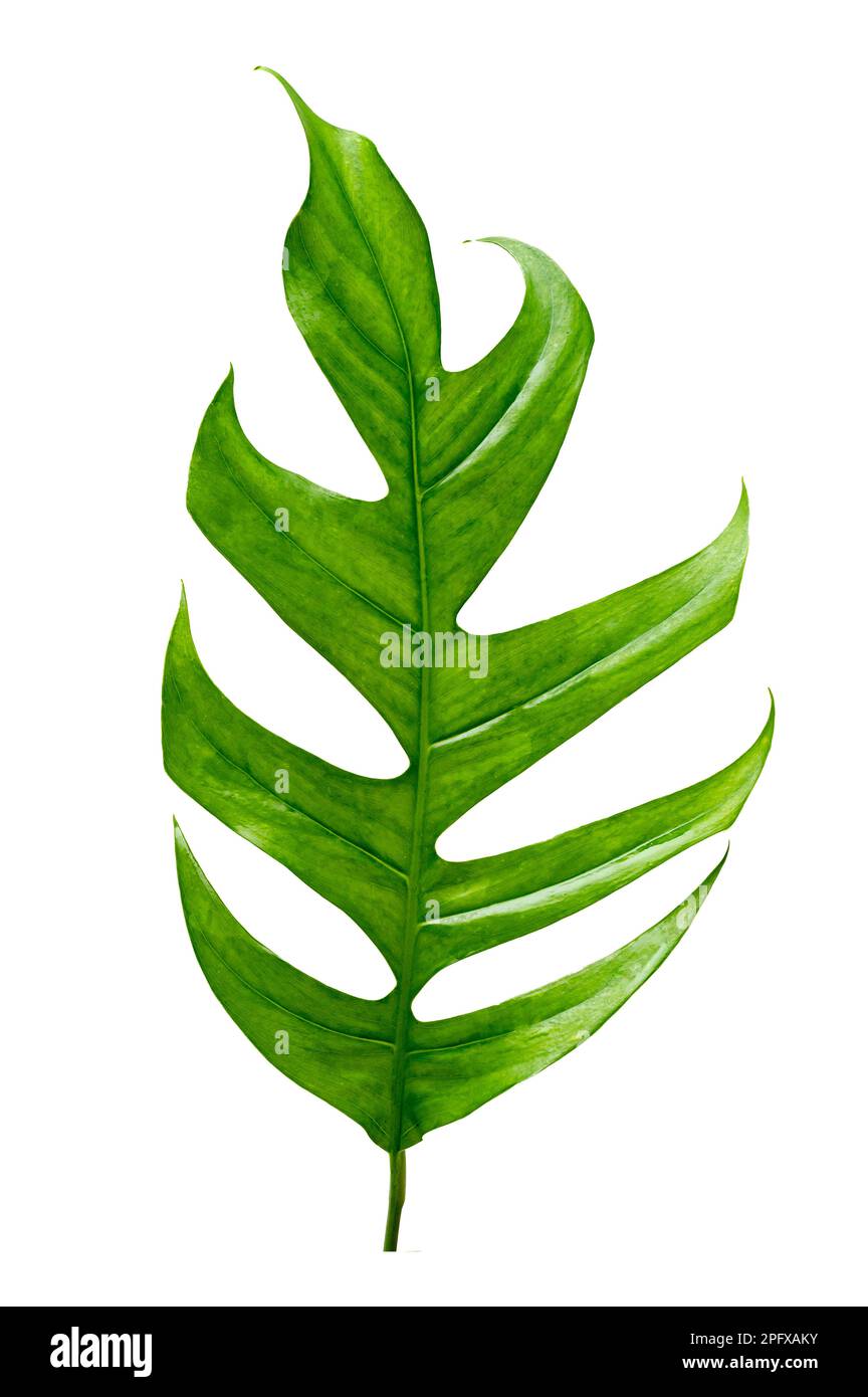 la jungle tropicale de monstera feuilles isolées sur un fond blanc Banque D'Images