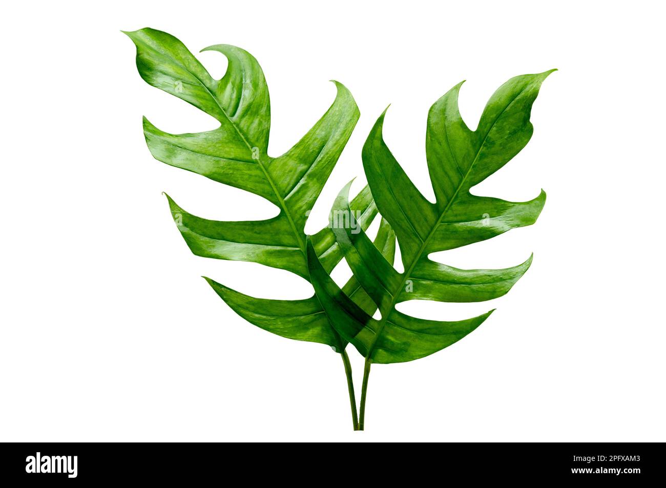 la jungle tropicale de monstera feuilles isolées sur un fond blanc Banque D'Images