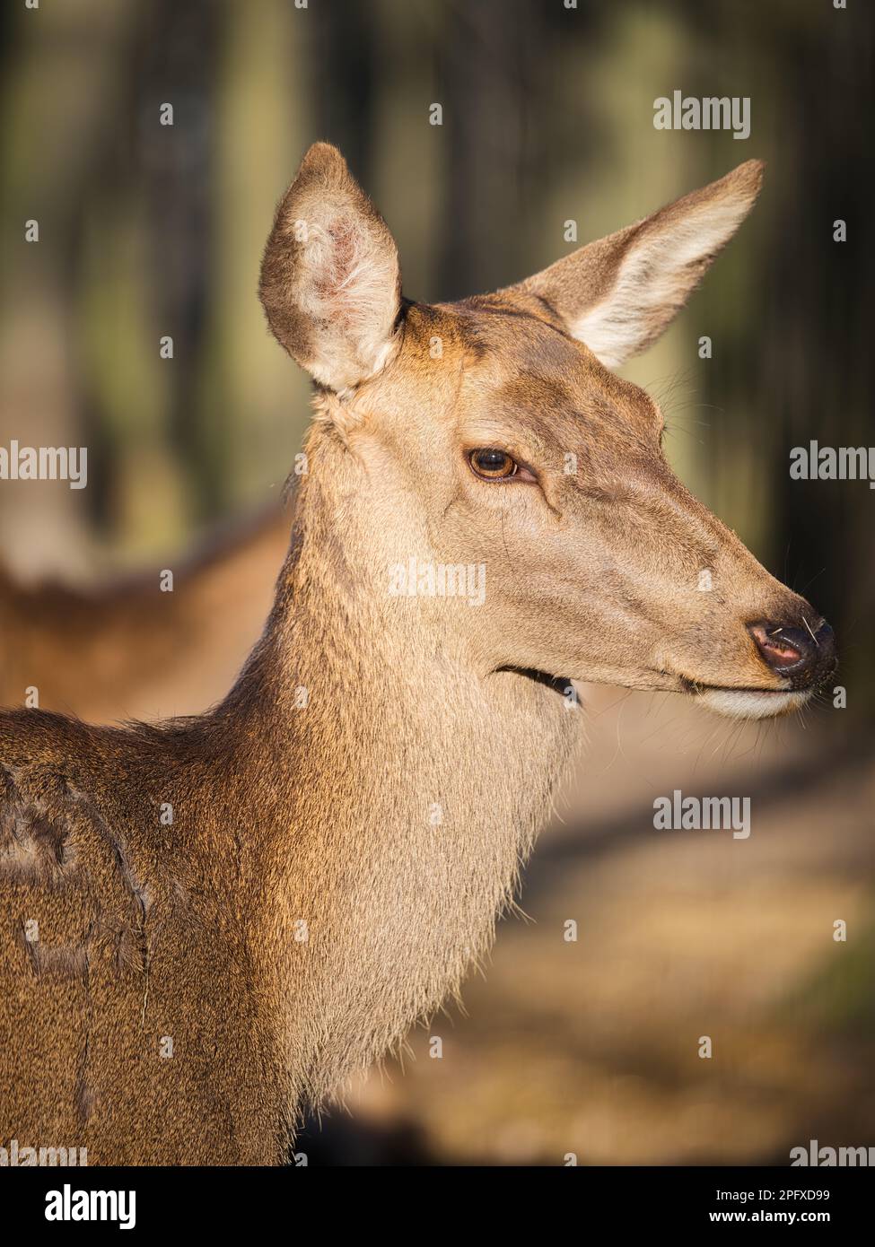 Portrait de profil d'une biche dans une lumière naturelle chaude, montrant un pelage brun doux, de grandes oreilles et une expression calme sur un fond de forêt flou Banque D'Images