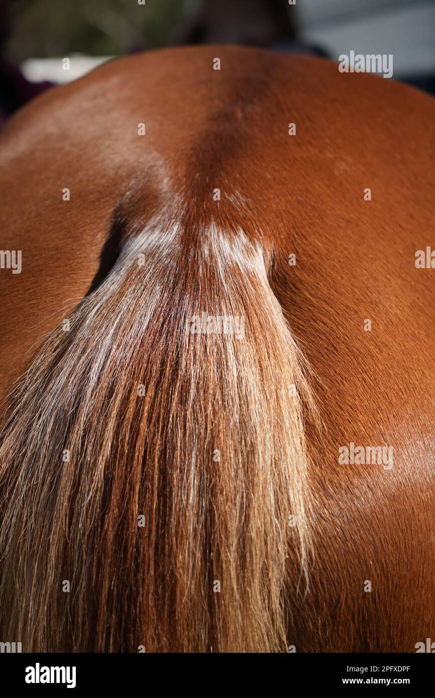 Gros plan de vous de queue de cheval au doc Banque D'Images