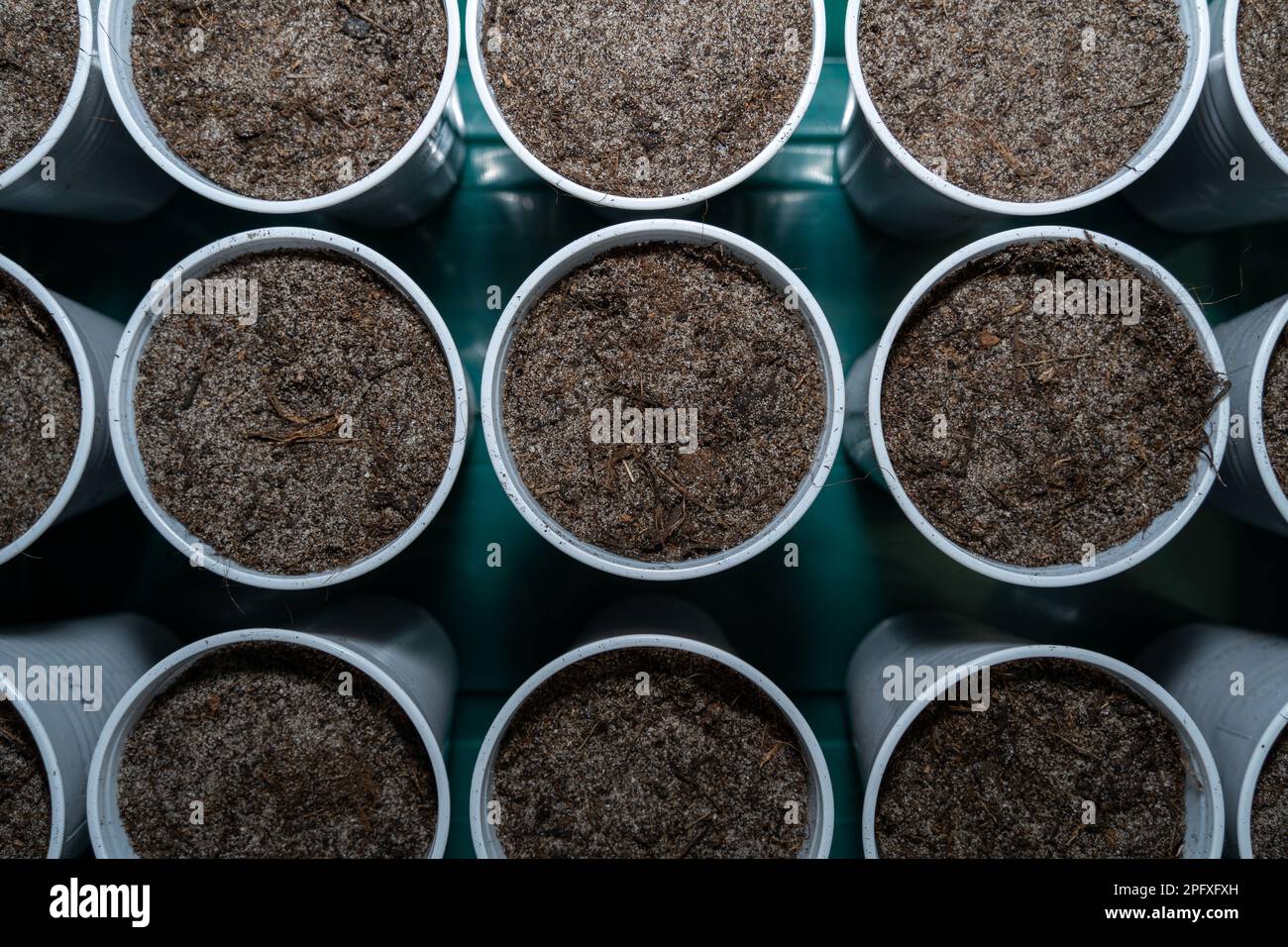 Gros plan des tasses préparées avec du sol pour semer des légumes Banque D'Images