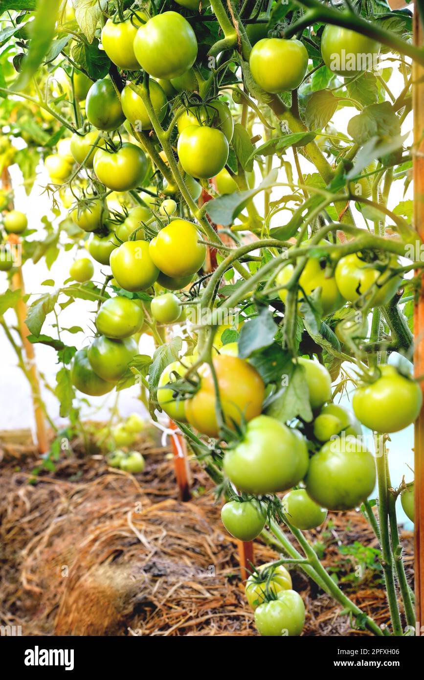 mûrissement des tomates sur les buissons en serre, tomates rouges et vertes à différents stades de mûrissement, mise au point sélective, mise au point douce, gros plan Banque D'Images