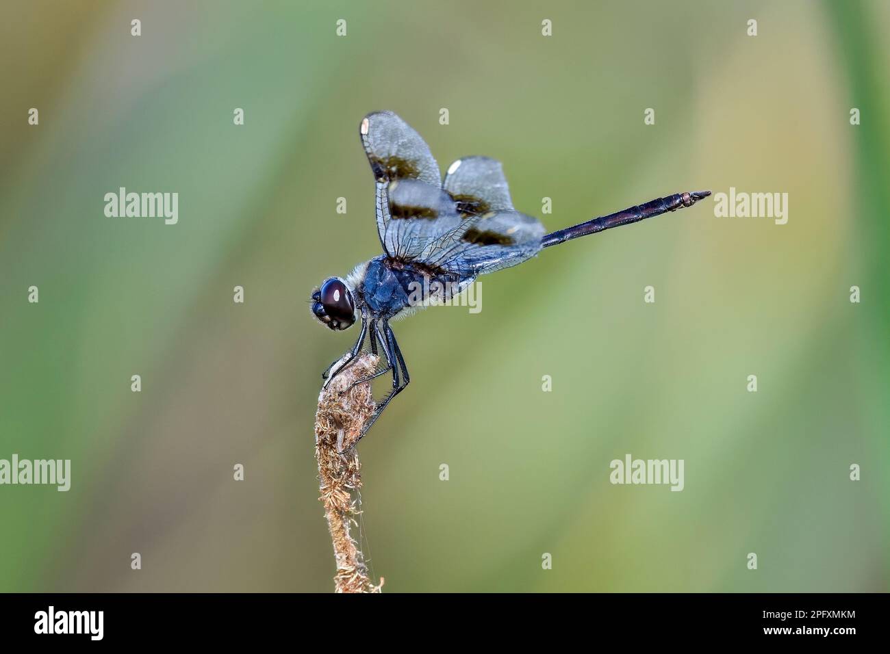 Four-spotted Pennant Banque D'Images