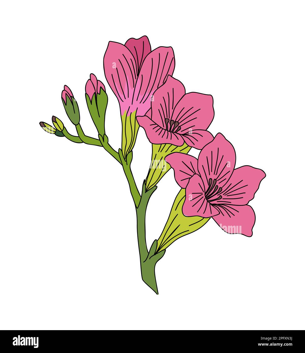 Gladiolus août naissance mois fleur vecteur coloré Illustration de Vecteur