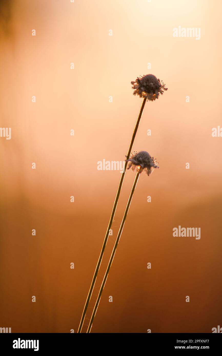 Melampodium leucanthum est un arbuste de couverture de sol.Il y a de petites fleurs regroupées en petits groupes de pétales blancs. Banque D'Images